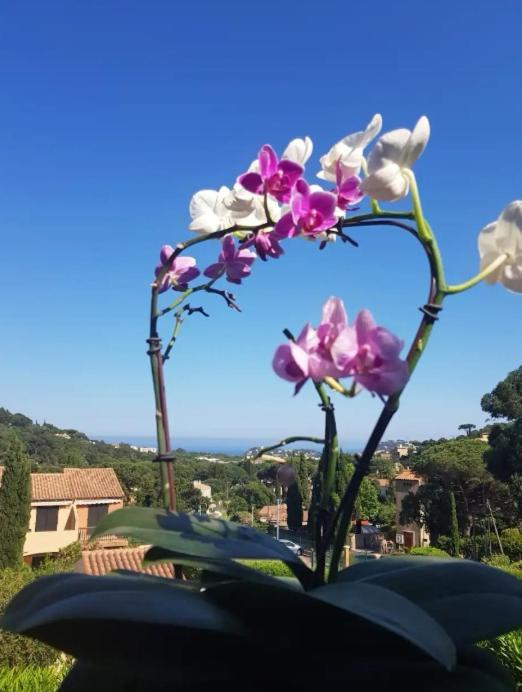 Apartmán Hameau Du Soleil Cavalaire-sur-Mer Exteriér fotografie